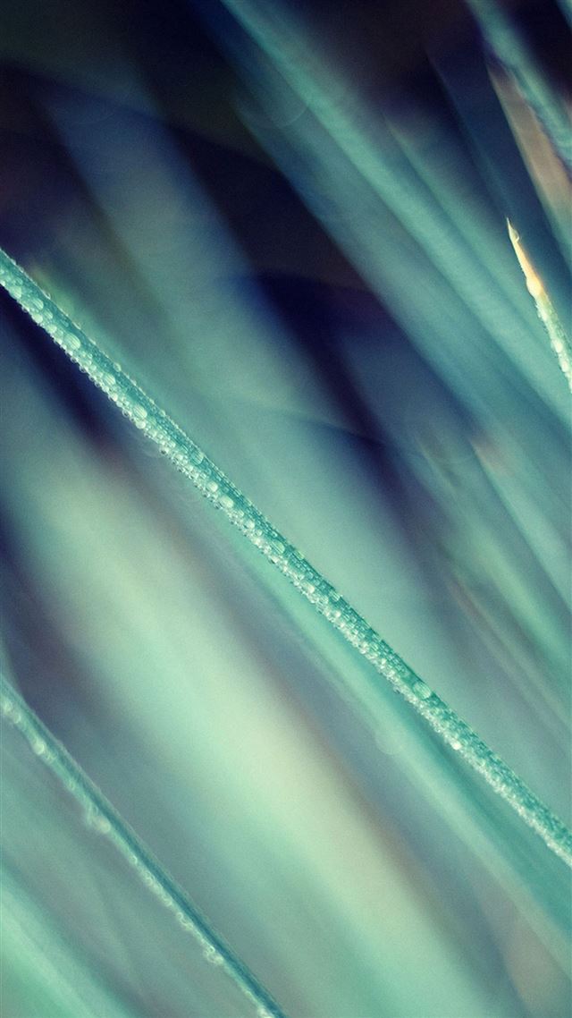1080x1920 Nature Grass Leaf Soft - blur iPhone 8 Wallpaper