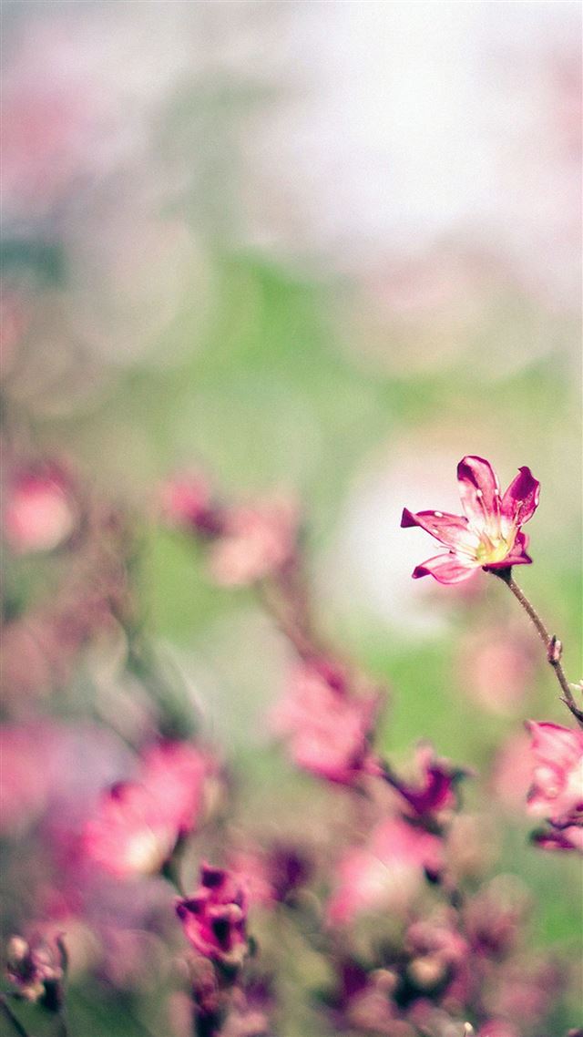 1080x1920 Field Pink Flowers - garden iPhone 8 Wallpaper