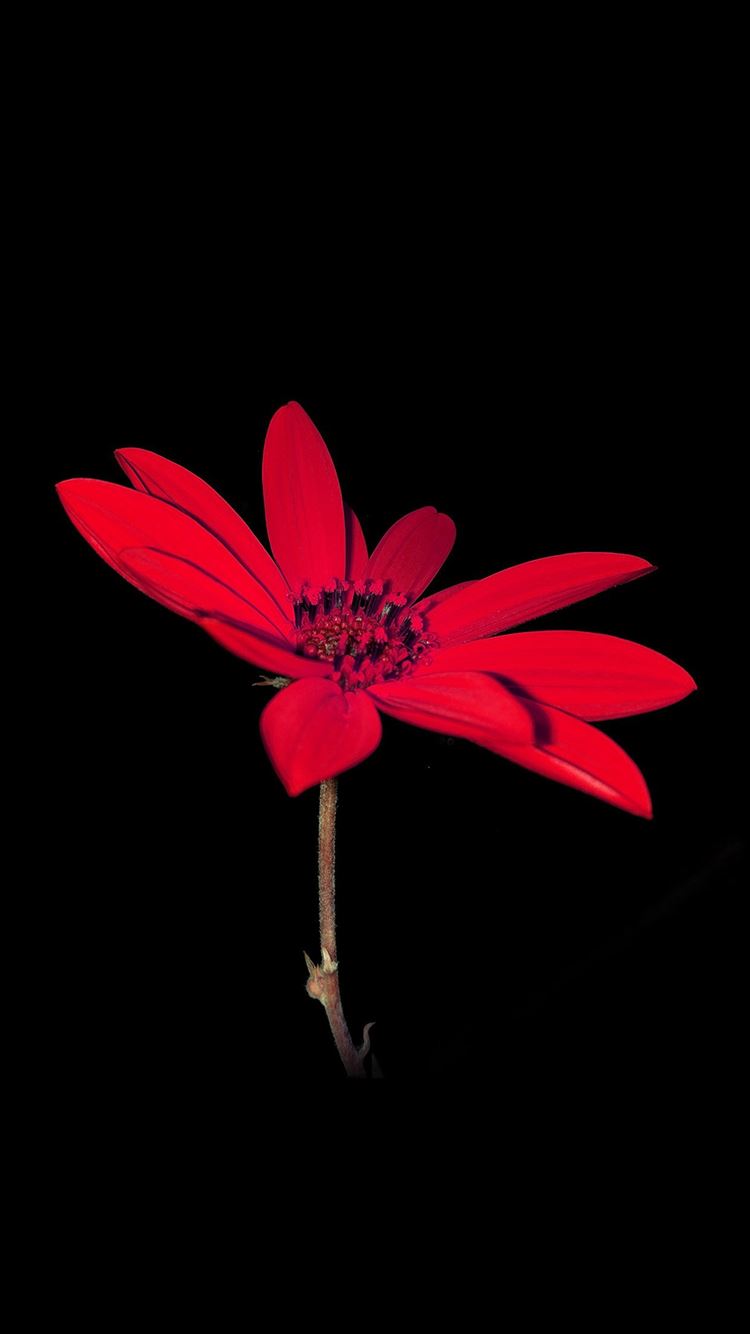 Flower Red Nature Art Dark Minimal Simple Iphone 8 Wallpapers Free Download