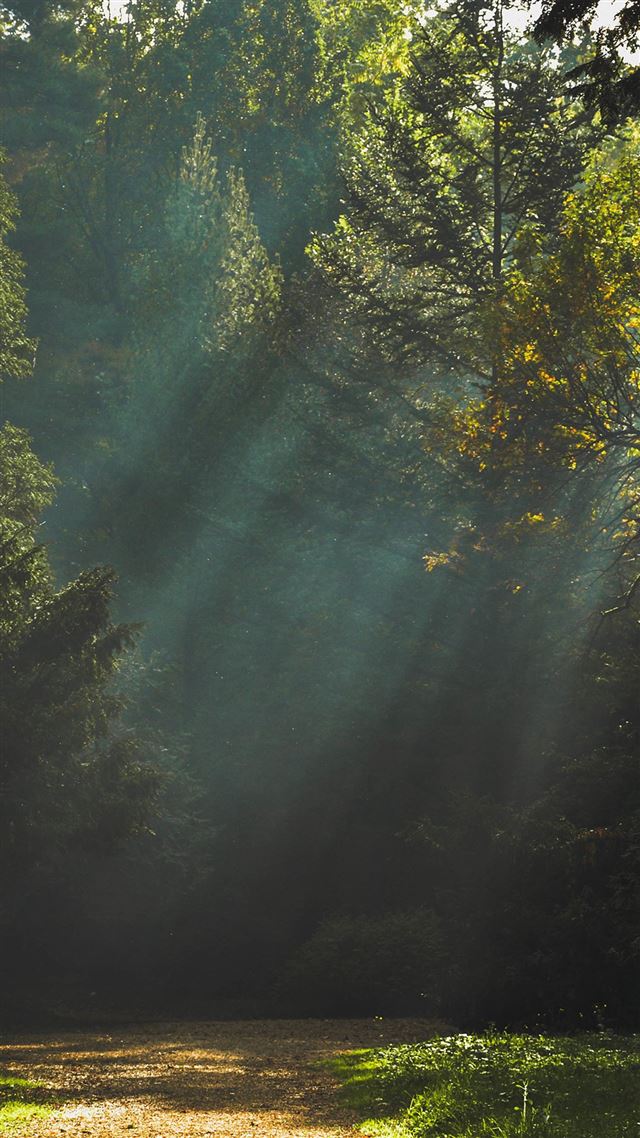 1080x1920 Wood Nature Tree Sunshine Light - branch iPhone 8 Wallpaper