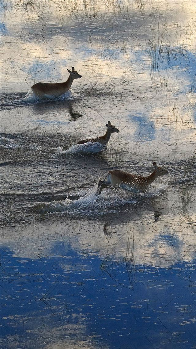 1080x1920 Migration Of Deer  - running iPhone 8 Wallpaper