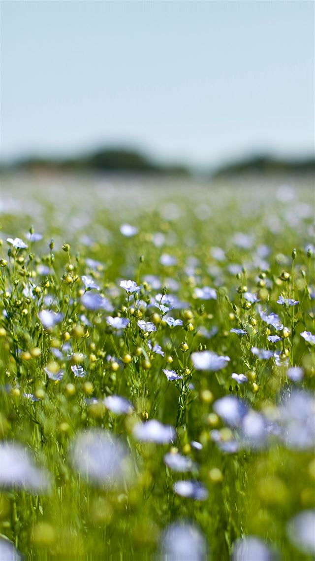 1080x1920 Field Green Cosmos Flower Spring Nature - gray iPhone 8 Wallpaper