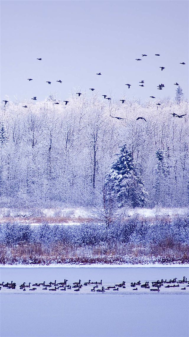 1080x1920 Winter River Migratory Birds - branch iPhone 8 Wallpaper