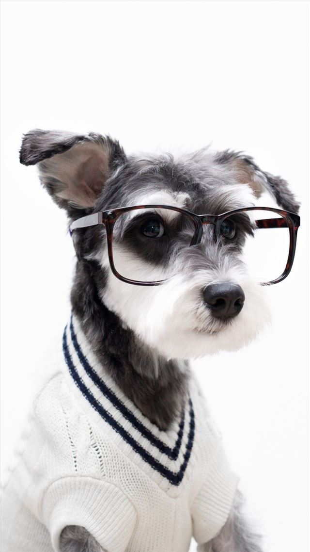 1080x1920 Schnauzer Cute Pet Lovely Puppy Dog - puppy iPhone 8 Wallpaper