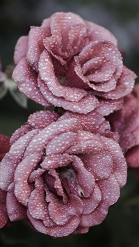 Roses Petals Drops Frost wallpaper