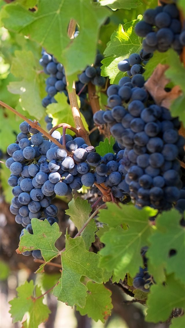 1080x1920 Nature Sunlight Grapes Branch Blur - sunlight iPhone 8 Wallpaper