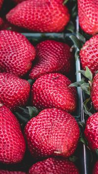 Strawberry Red Fruit Nature Spring wallpaper