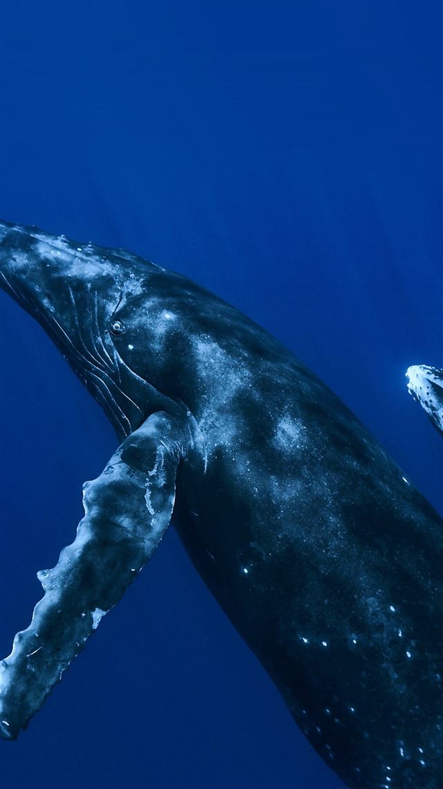 1080x1920 Whale Blue Art Nature Pattern - whale iPhone 8 Wallpaper