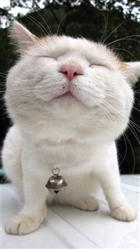 Funny Cute Lion Cat Fun wallpaper