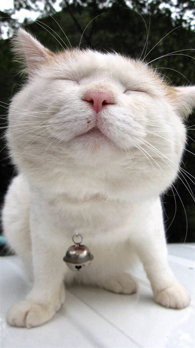 1080x1920 Funny Cute Lion Cat Fun - animal iPhone 8 Wallpaper