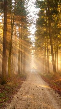 Nature Sunshine Grove Forest Path wallpaper