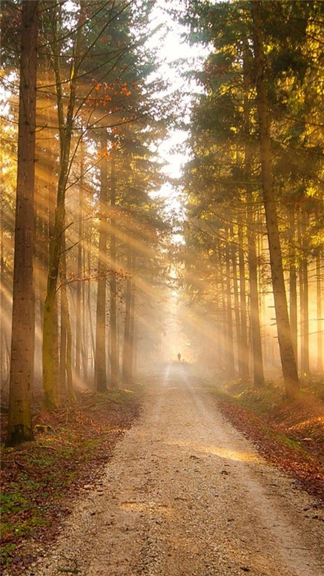 1080x1920 Nature Sunshine Grove Forest Path - road iPhone 8 Wallpaper