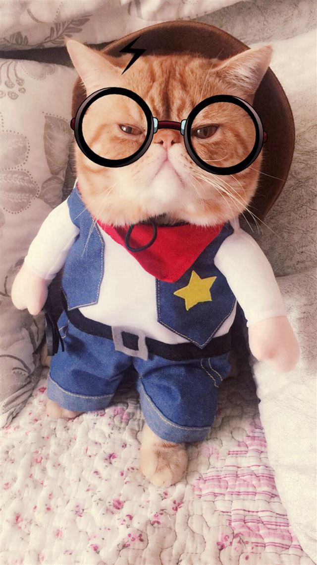 1080x1920 Cute Creative Cat Funny Animal - yellow iPhone 8 Wallpaper
