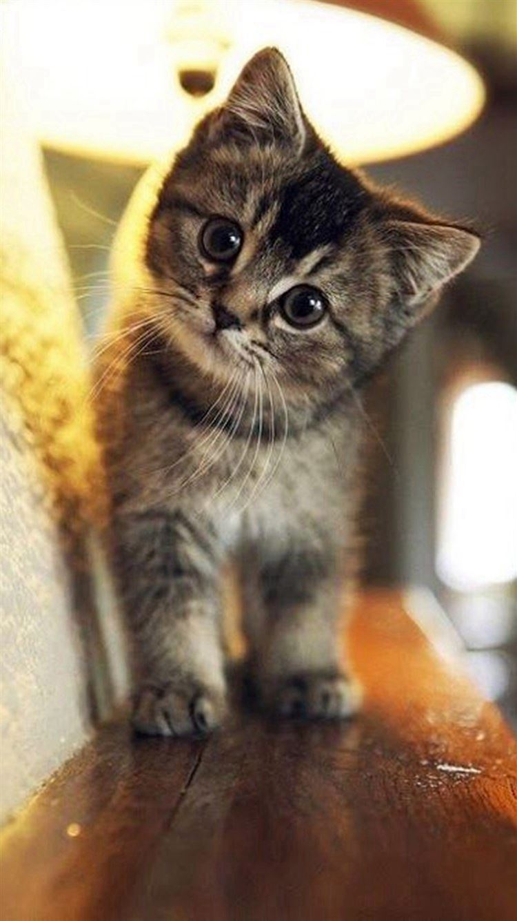 Cute Stare At Cat Animal iPhone 8 Wallpapers Free Download