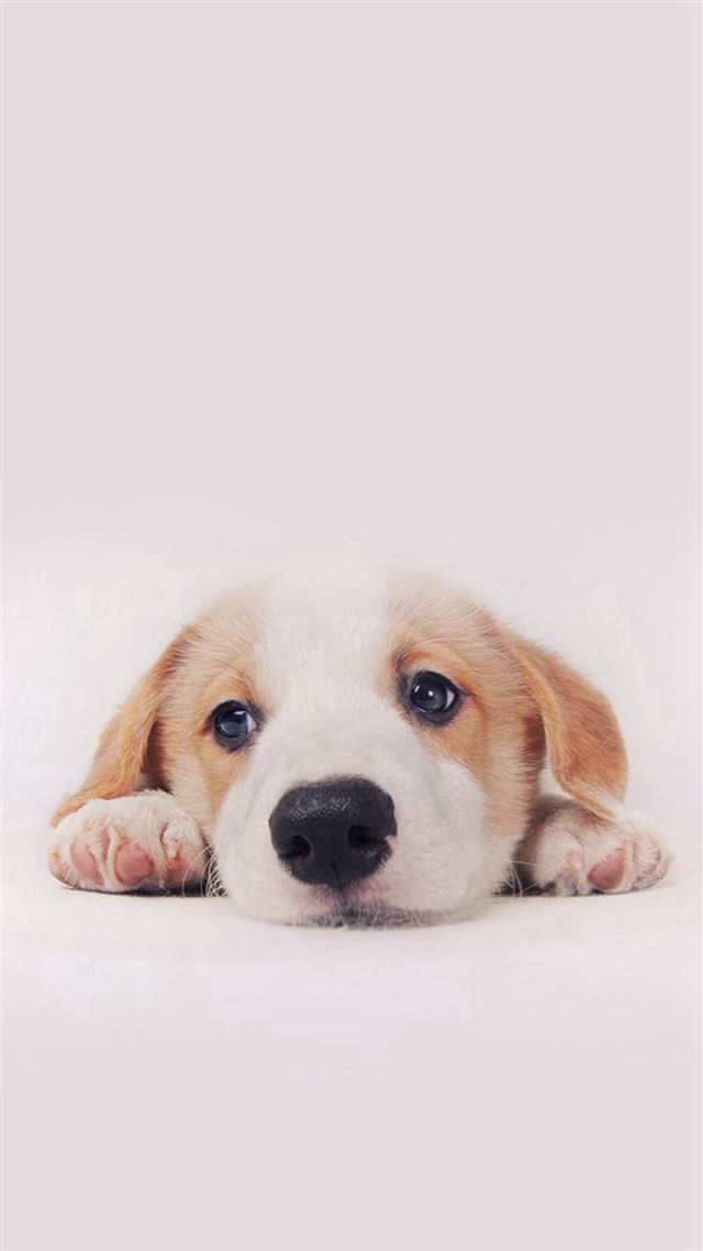 1080x1920 Cute Puppy Dog Pet -  iPhone 8 Wallpaper