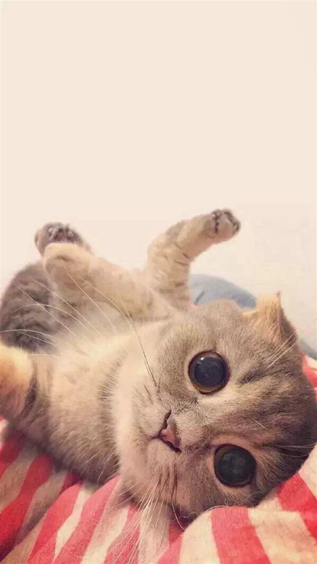 1080x1920 Play Cute Cat Pet Animal - lovely iPhone 8 Wallpaper