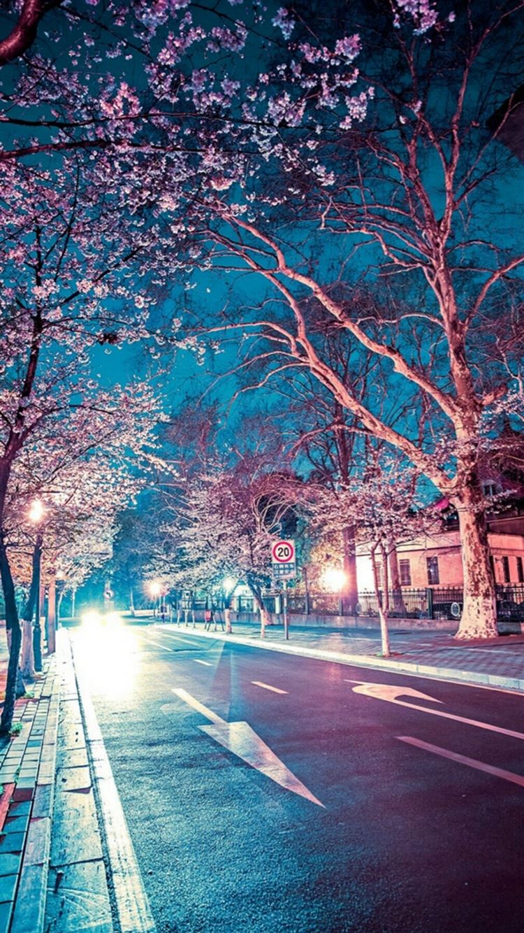 Japanese Street Cherry Blossom Night Scenery iPhone 8 Wallpapers Free