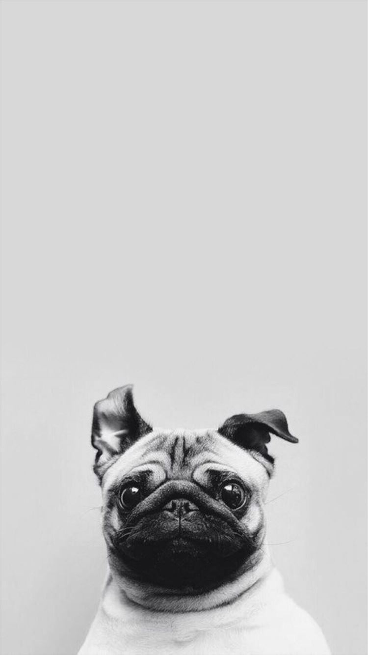 Funny Puppy Dog Simple Macro iPhone 8 Wallpapers Free Download