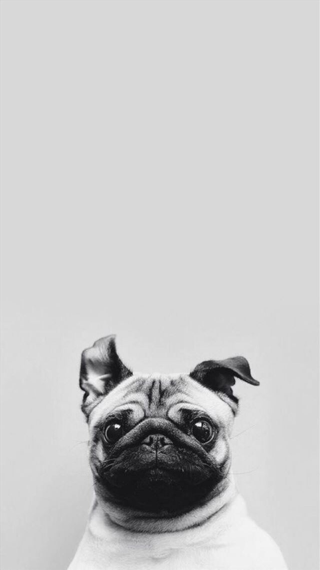 1080x1920 Funny Puppy Dog Simple Macro -  iPhone 8 Wallpaper