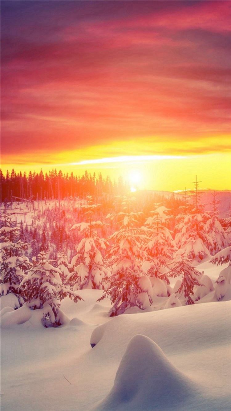 Wonderful Winter Trees Brilliant View Iphone 8 Wallpaper Download