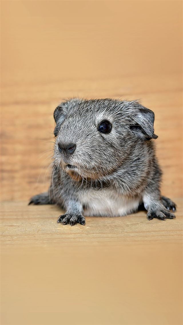 1080x1920 Guine Pig Cute Animal Pet - lovely iPhone 8 Wallpaper