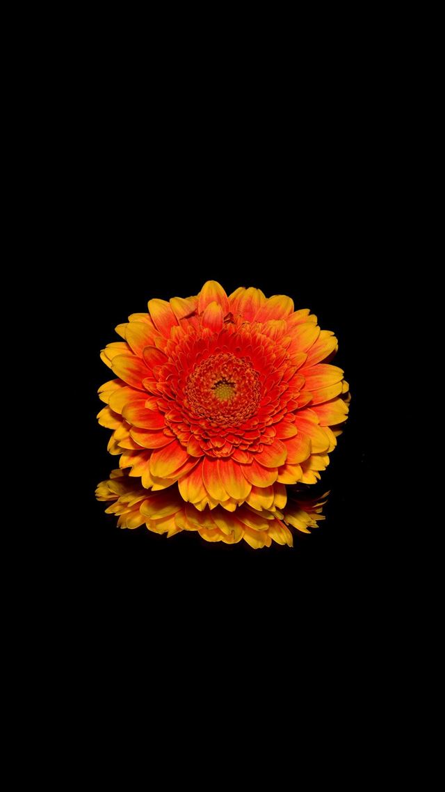 1080x1920 Flower Red Dark - elegant iPhone 8 Wallpaper