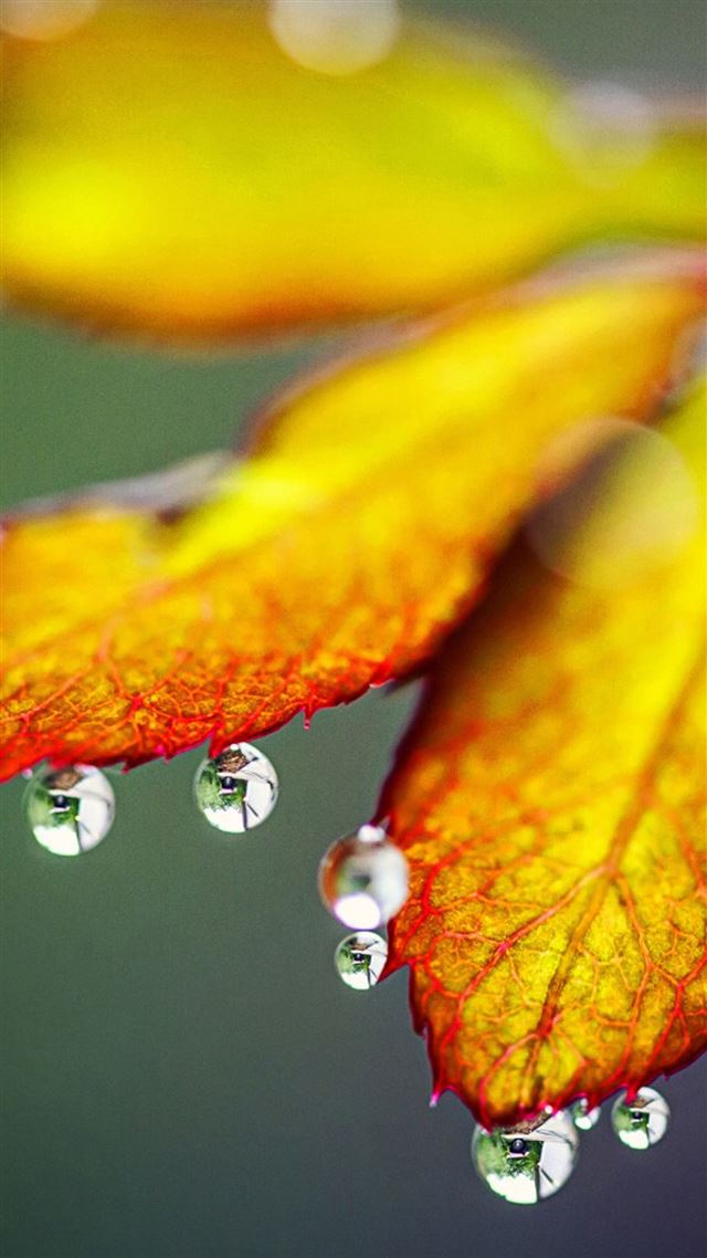1080x1920 Pure Yellow Leaves Drop - macro iPhone 8 Wallpaper