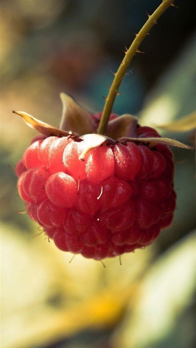 1080x1920  Nature Pure Wild Strawberry Fruit Macro - closeup iPhone 8 Wallpaper