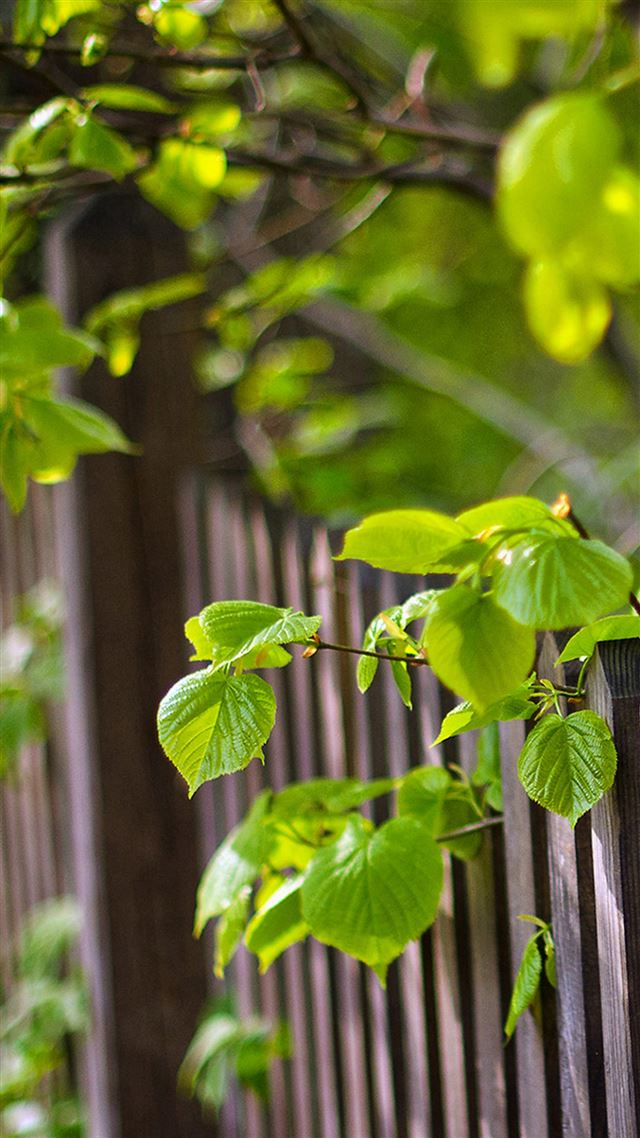 1080x1920 Nature Sunshine Plant Fence - spring iPhone 8 Wallpaper