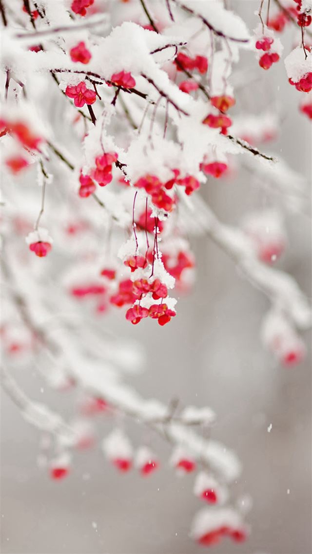 1080x1920 Winter Snowy Pure Icy Fruit Branch - winter iPhone 8 Wallpaper