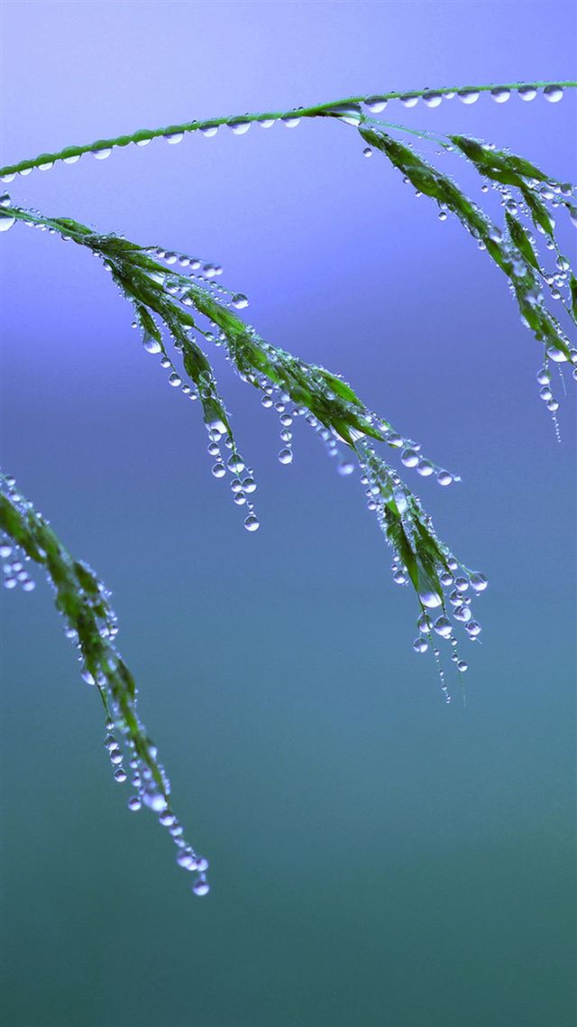 1080x1920 Pure Rare Plants Leaf Scene - rainy iPhone 8 Wallpaper