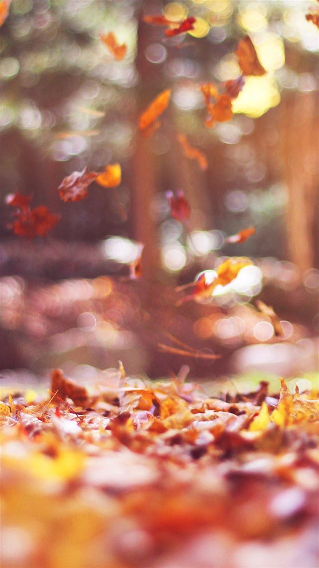 1080x1920 Fall Leaves Nature Tree Year Sad Flare - fall iPhone 8 Wallpaper