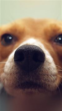 Cute Dog Puppy Animal Face wallpaper