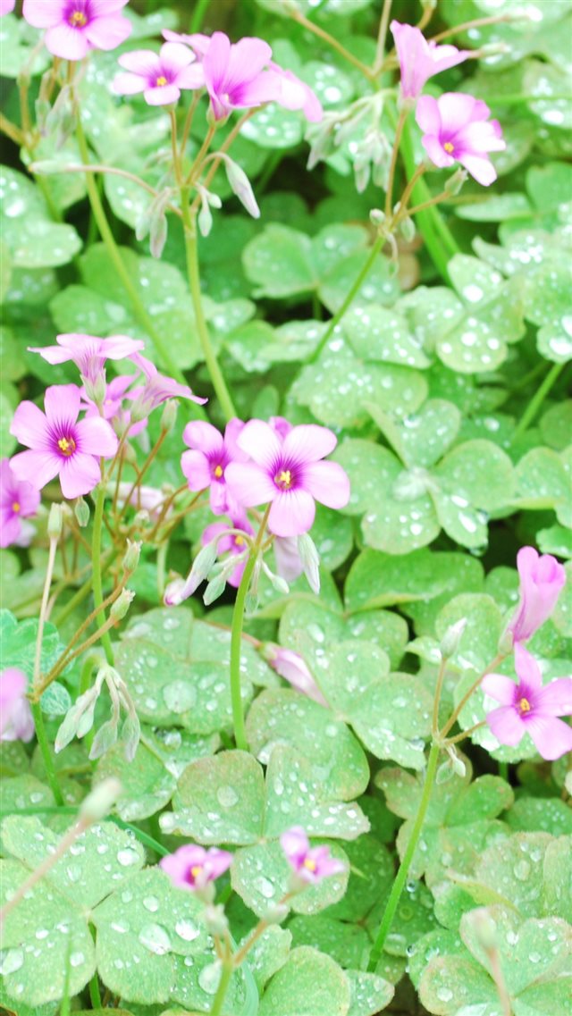 1080x1920 Flowers Lawn Green Drops Dew - drop iPhone 8 Wallpaper