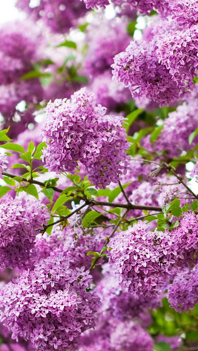 1080x1920 Lilacs Flowering Bud Branch - macro iPhone 8 Wallpaper