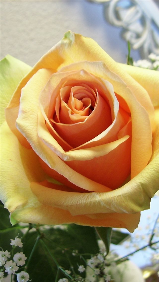 1080x1920 Rose Flower Tender Bud Close Up - close up iPhone 8 Wallpaper