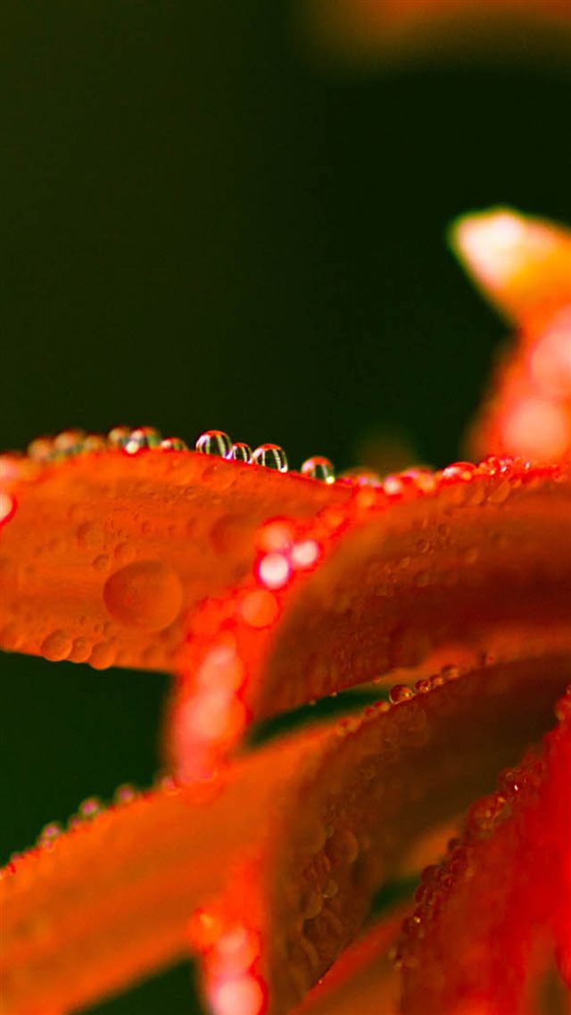 1080x1920 Petals Drops Dew Shadow - shadow iPhone 8 Wallpaper