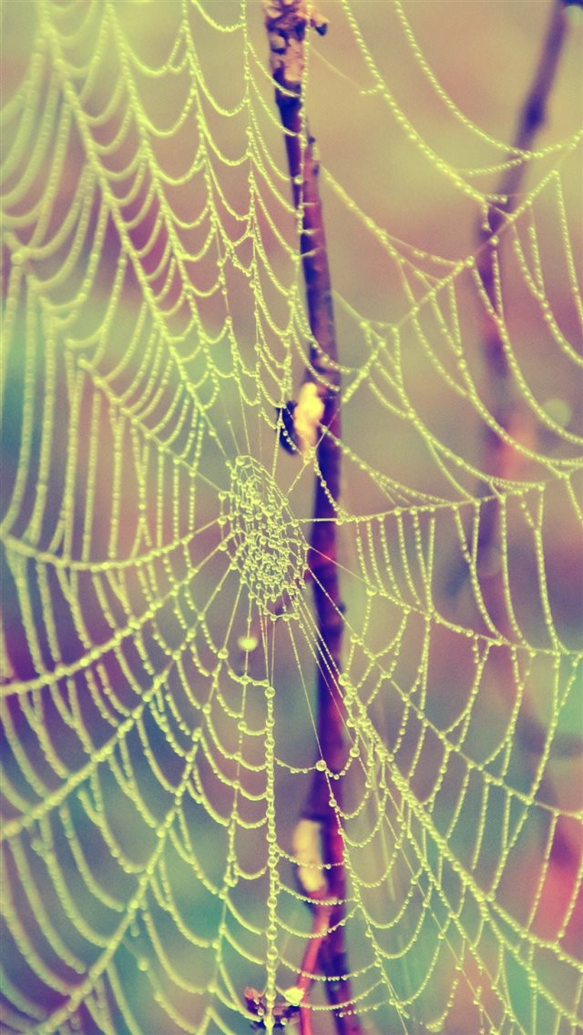 1080x1920 Web Drops Dew Branches - close up iPhone 8 Wallpaper