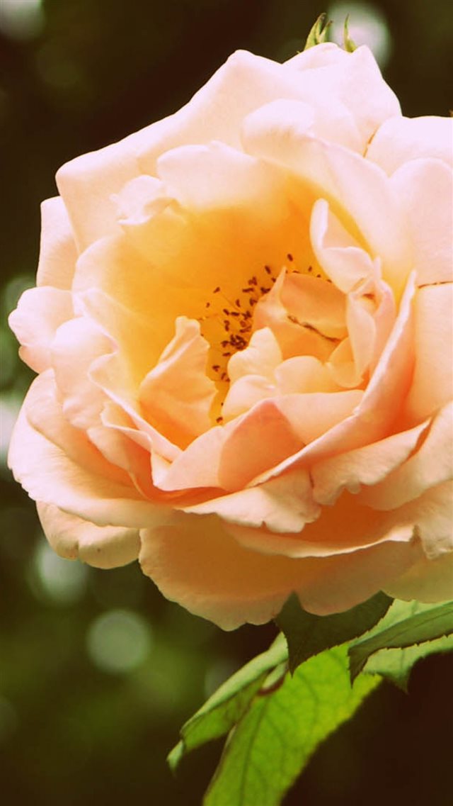 1080x1920 Rose Branch Blossom Bud - close up iPhone 8 Wallpaper