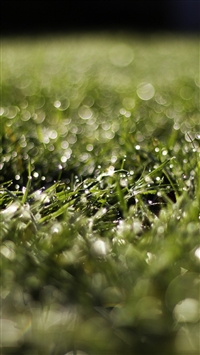 Grass Drops Dew Grass Glare wallpaper