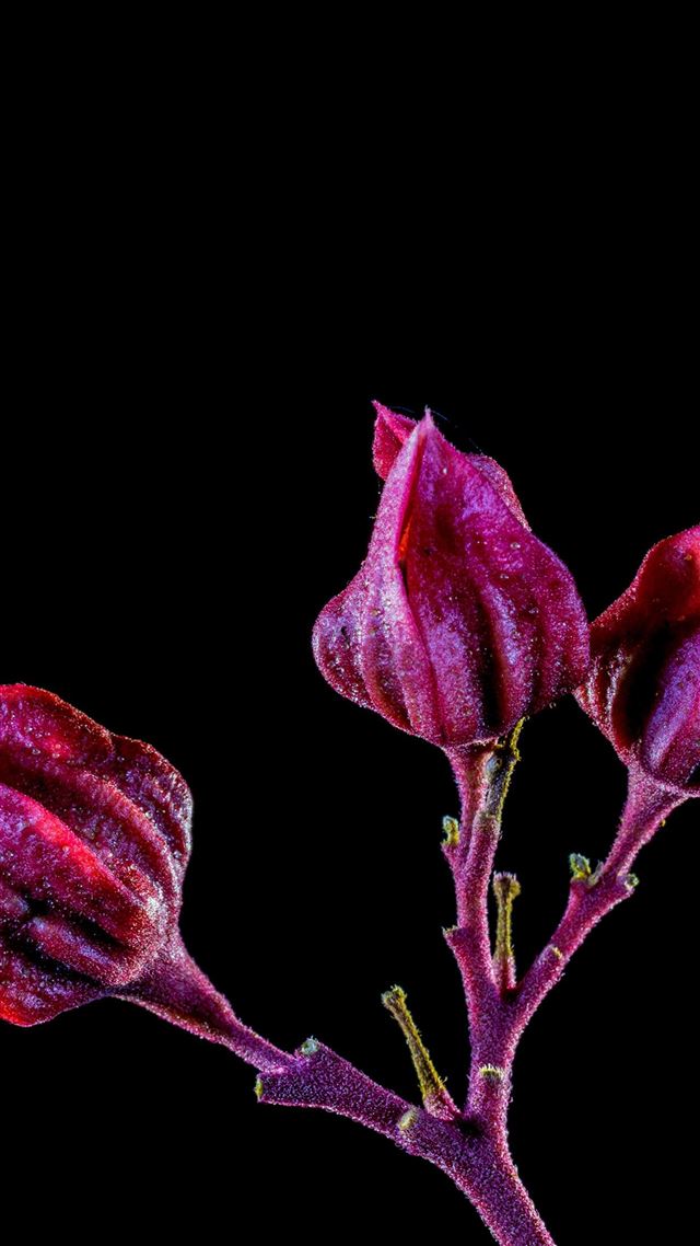 1080x1920 Flower Red Dark Art Nature - branch iPhone 8 Wallpaper