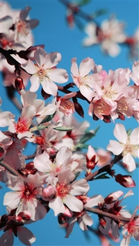 Blossom Flower Pink Bright Blue wallpaper