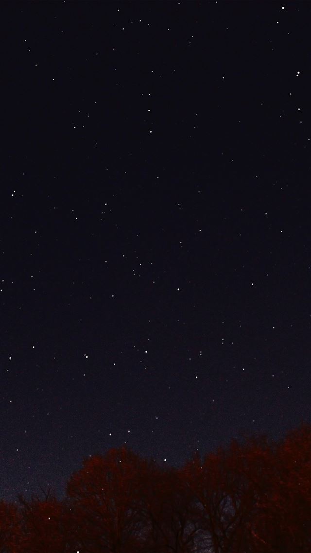1242x2208 Night Sky Dark Star Lights Tree Nature - starry iPhone 8 Wallpaper
