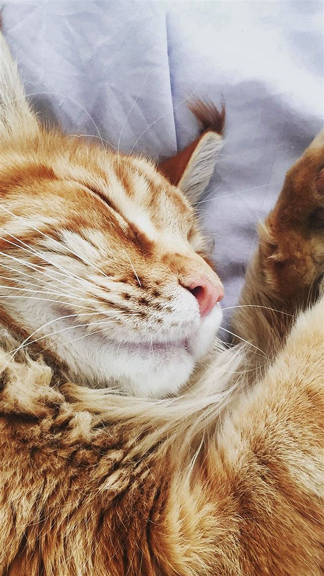 1080x1920 Cat Nap Sleeping Animal Cute Orange - lovely iPhone 8 Wallpaper