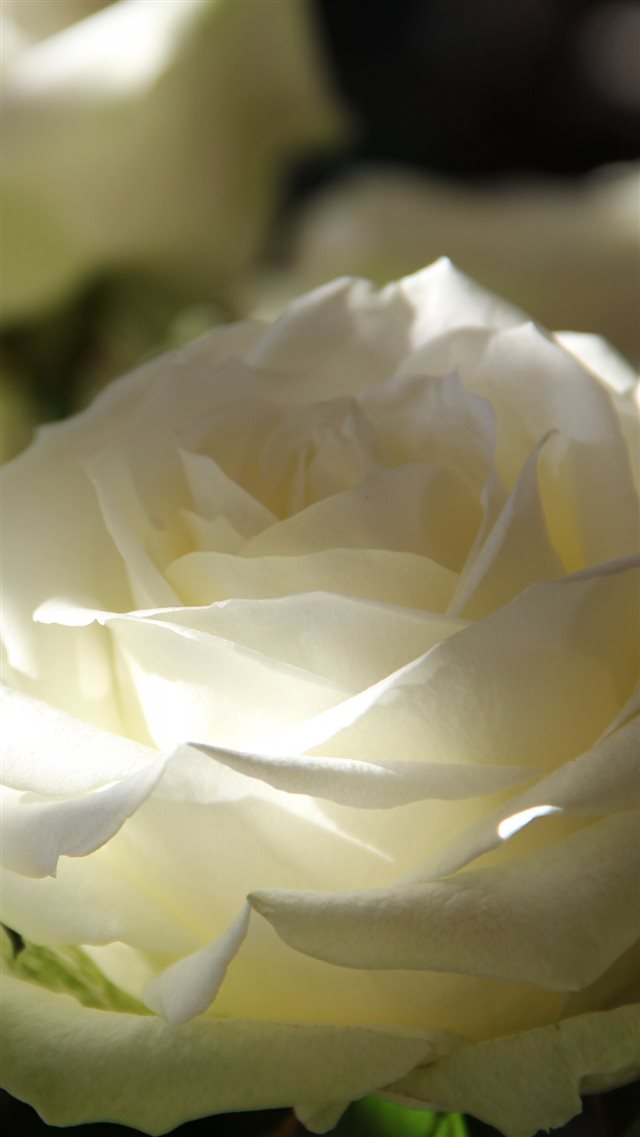 1080x1920 Roses Petals Bud Macro - shadow iPhone 8 Wallpaper