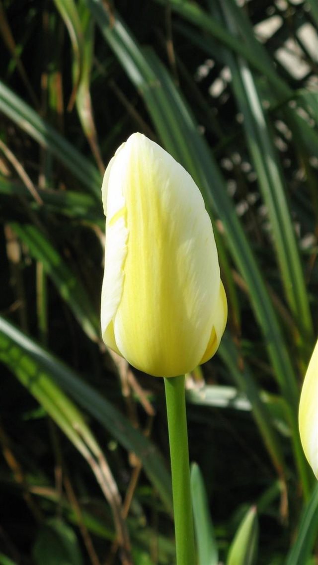 1080x1920 Tulips Flowers Three Bud Close Up -  iPhone 8 Wallpaper