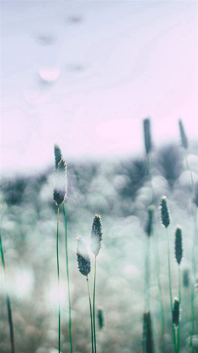1080x1920 Flower Bokeh Spring Sunlight Nature - spring iPhone 8 Wallpaper