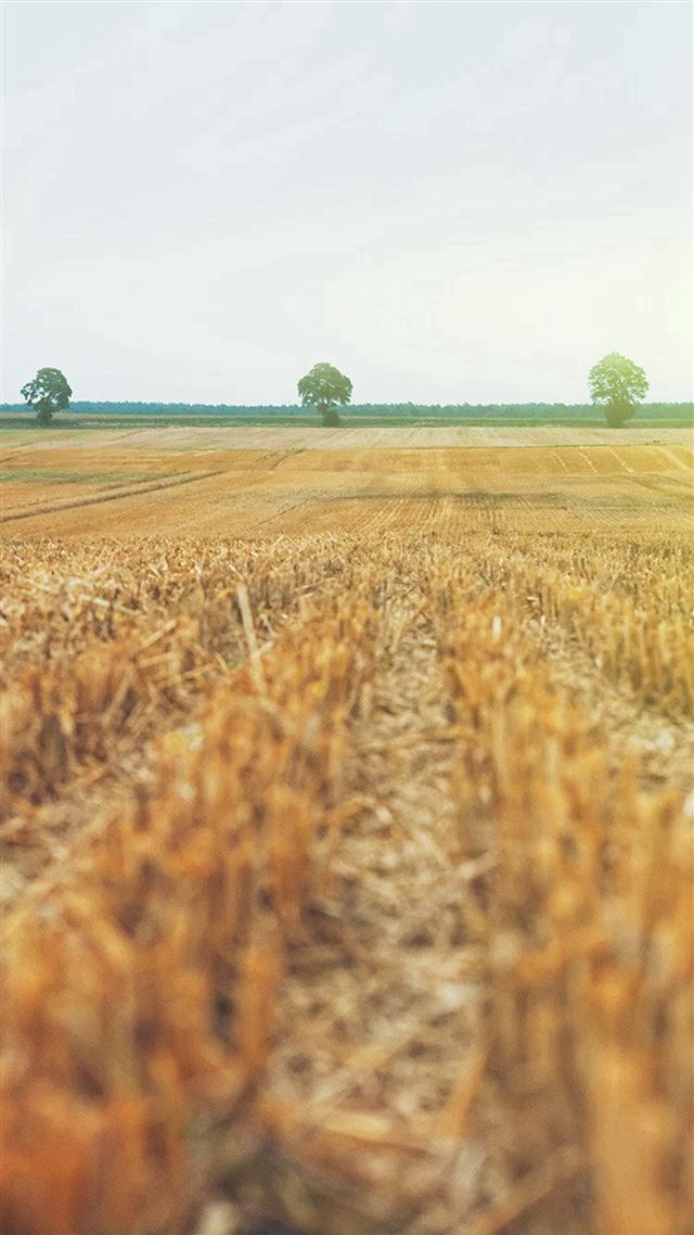 1080x1920 Farm Fall Field Nature Yellow Flare - fall iPhone 8 Wallpaper