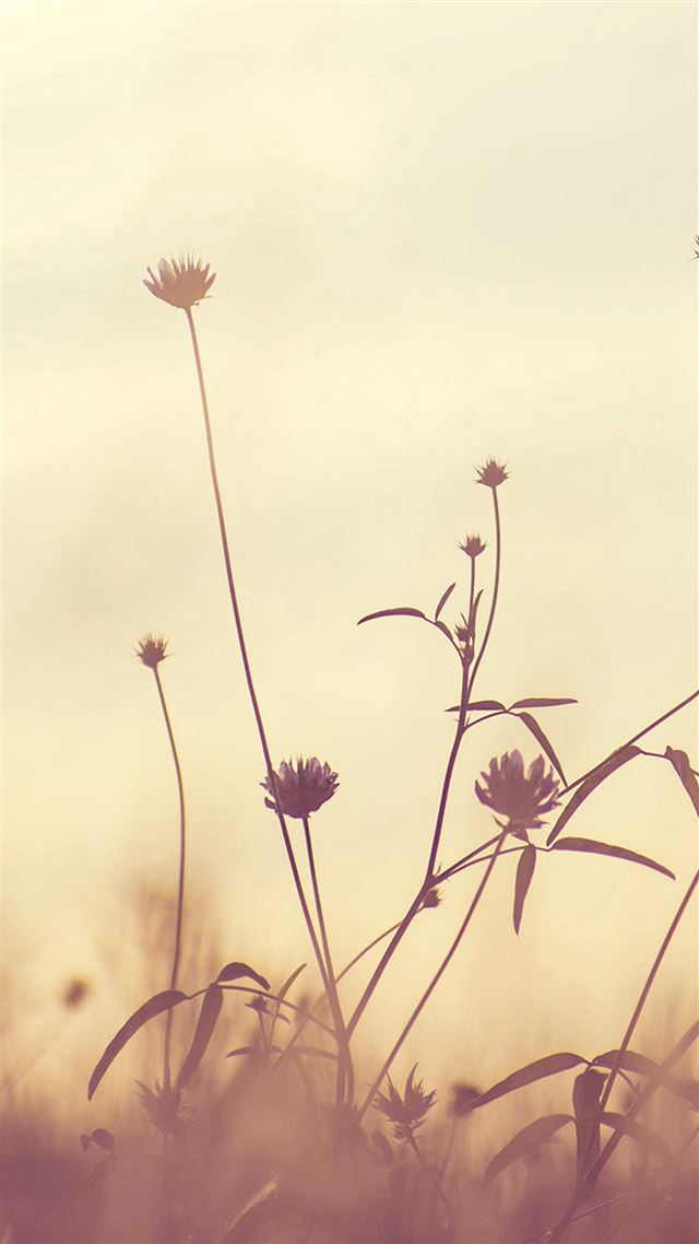1080x1920 Flower Nature Fall Romantic Cold - fall iPhone 8 Wallpaper