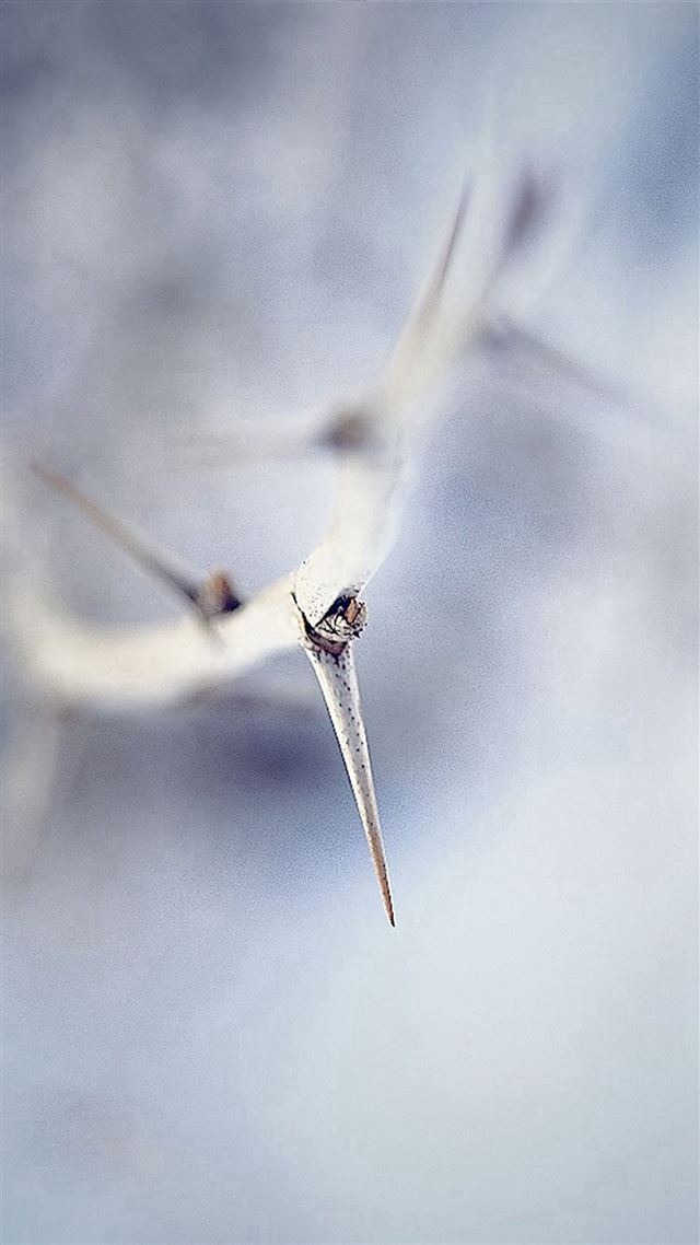 1080x1920 Soft Nature Branch Art Illustration - branch iPhone 8 Wallpaper